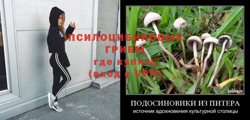 Галлюциногенные грибы Psilocybe  МЕГА вход  Кубинка 